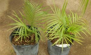 RAVENEA GLAUCA A GREAT PALM FOR SOUTHERN CALIFORNIA MEDIUM MATURE HEIGHT 