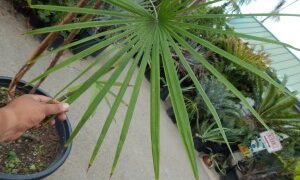 RHAPIS HUMILIS RARE TYPE OF LADY PALM FOUR LARGE SPECIMEN PLANTS AVAILABLE