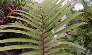 RHOPALOSTYLIS BAUERI NORFOLK ISLAND PALM