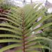 RHOPALOSTYLIS BAUERI NORFOLK ISLAND PALM