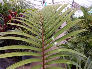 RHOPALOSTYLIS BAUERI NORFOLK ISLAND PALM