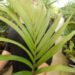 RHOPALOSTYLIS CHEESEMANII MORE RARE SPECIES OF THIS GENUS 