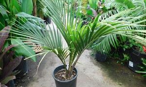 RHOPALOSTYLIS SAPIDA THE SHAVING BRUSH OR FEATHER DUSTER PALM