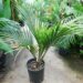 RHOPALOSTYLIS SAPIDA THE SHAVING BRUSH OR FEATHER DUSTER PALM