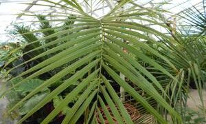 ROYSTONEA REGIA THE CUBAN ROYAL PALM