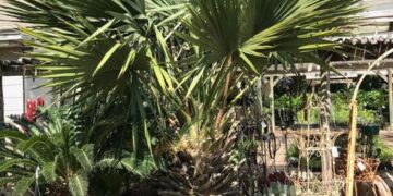 SABAL BRAZORIENSIS DWARF FAN PALM NATIVE TO TEXAS NATURAL HYBRID BETWEEN TWO SABAL SPECIES