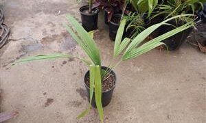 SABAL CAUSIARUM LARGE TRUNKED TROPICAL FAN PALM