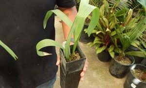 SABAL ETONIA SMALL FAN PALM NATIVE TO FLORIDA