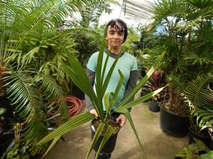 SABAL MINOR THE DWARF PALMETTO