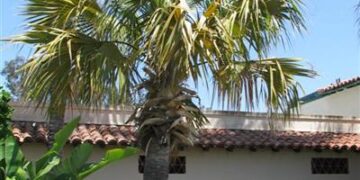 SABAL RIVERSIDE MEDIUM SIZED GREEN TO SLIGHT BLUE-GREEN FAN PALM