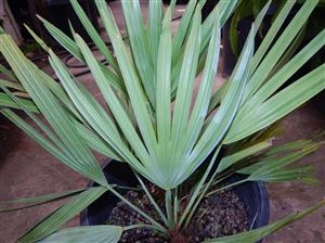 SERENOA REPENS SOUGHT AFTER BLUE FORM