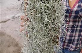 SPANISH MOSS TILLANDSIA USNEOIDES