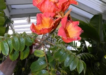 AFRICAN TULIP TREE SPATHODEA CAMPANULATA