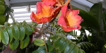 AFRICAN TULIP TREE SPATHODEA CAMPANULATA