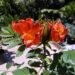 SPATHODEA CAMPANULATA THE AFRICAN TULIP TREE CLUSTERS OF LARGE RED-ORANGE BLOSSOMS