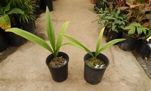 SYAGRUS OLERACEA THIN TRUNK & TALL SOLITARY PALM
