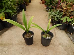 SYAGRUS OLERACEA THIN TRUNK & TALL SOLITARY PALM