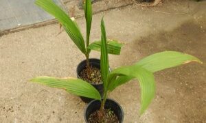 SYAGRUS SANCONA THE SOUTH AMERICAN FOXTAIL PALM