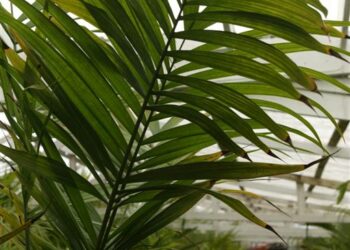 SYNECANTHUS FIBROSA THE JELLYBEAN PALM