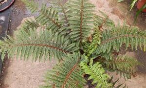 THE TASSEL FERN POLYSTICHUM POLYBLEPHARUM