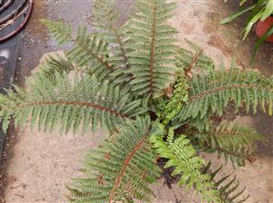 THE TASSEL FERN POLYSTICHUM POLYBLEPHARUM