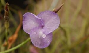 TILLANDSIA MALLEMONTII SPECIES WITH VIOLET BLUE FLOWERS CLUSTERS IN BLOSSOM IN SPRING – SUMMER