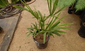 TRACHYCARPUS FORTUNEI THE WINDMILL PALM