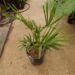 TRACHYCARPUS FORTUNEI THE WINDMILL PALM