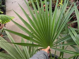 TRITHRINAX ACANTHICOMA AKA TRITHRINAX BRASILIENSIS