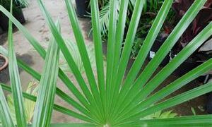 TRITHRINAX ACANTHACOMA AKA TRITHIRNAX BRASILIENSIS SPINY TRUNK – MEDIUM HEIGHT FAN PALM