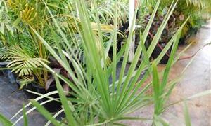 TRITHRINAX SCHIZOPHYLLA THE CARANDILLA PALM