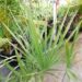 TRITHRINAX SCHIZOPHYLLA THE CARANDILLA PALM