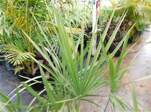 TRITHRINAX SCHIZOPHYLLA THE CARANDILLA PALM
