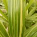 VARIEGATED RHAPIS EXCELSA EXOTIC – TEND TO BE SMALL, MINIATURE PALMS
