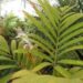 VEITCHIA MERRILLII HYBRID POTENTIAL TO GROW SOMETHING THAT CAN’T BE GROWN HERE
