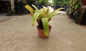 ASSORTED VRIESEAS HYBRIDS BY JOHN ARDEN EXTREMELY RARE TROPICAL PLANTS