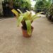 ASSORTED VRIESEAS HYBRIDS BY JOHN ARDEN EXTREMELY RARE TROPICAL PLANTS