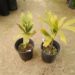 WODYETIA BIFURCATA THE FOXTAIL PALM