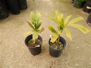 WODYETIA BIFURCATA THE FOXTAIL PALM