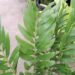 ZAMIA AMBLYPHYLLIDIA DWARF GREEN CYCAD
