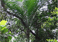 Actinokentia divaricata