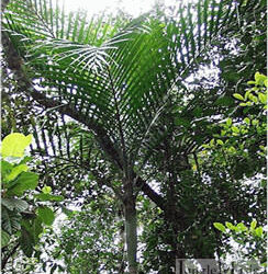 Actinokentia divaricata