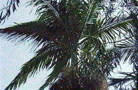 Archontophoenix beatricae