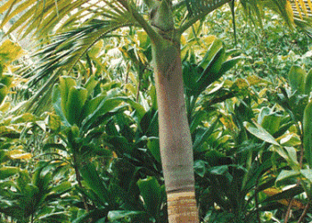 Archontophoenix purpurea