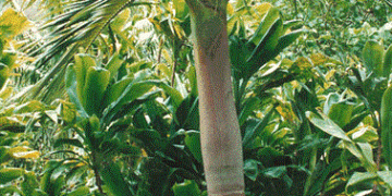 Archontophoenix purpurea