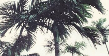 Areca catechu
