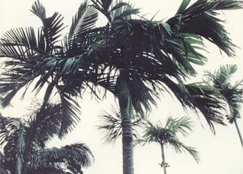 Areca catechu