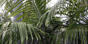 BURRETIOKENTIA KOGHIENSIS RARE NEW CALEDONIAN PALM