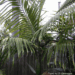 BURRETIOKENTIA KOGHIENSIS RARE NEW CALEDONIAN PALM