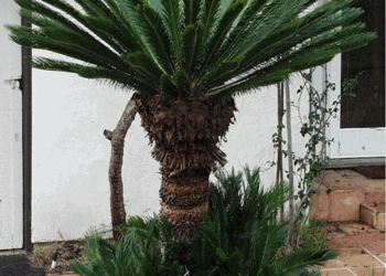 CYCAS REVOLUTA – THE SAGO PALM MOST POPULAR CYCAD IN THE WORLD